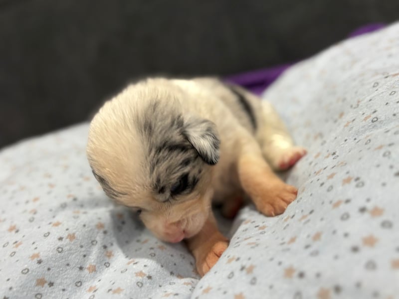 Update vorhanden! Wurfankündigung aussiedor
