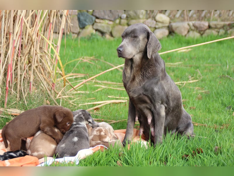 Aussiedor Welpen Labrador x Australian Shepherd