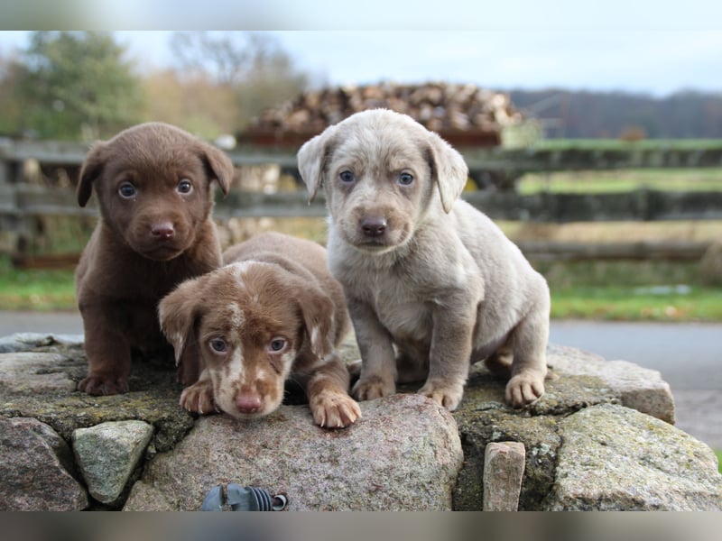 Aussiedor Welpen Labrador x Australian Shepherd