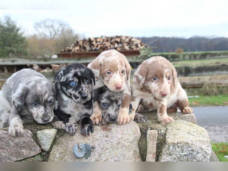 Aussiedor Welpen Labrador x Australian Shepherd