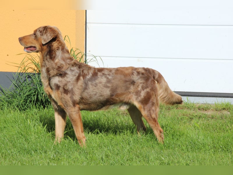 Aussiedor Welpen Labrador x Australian Shepherd
