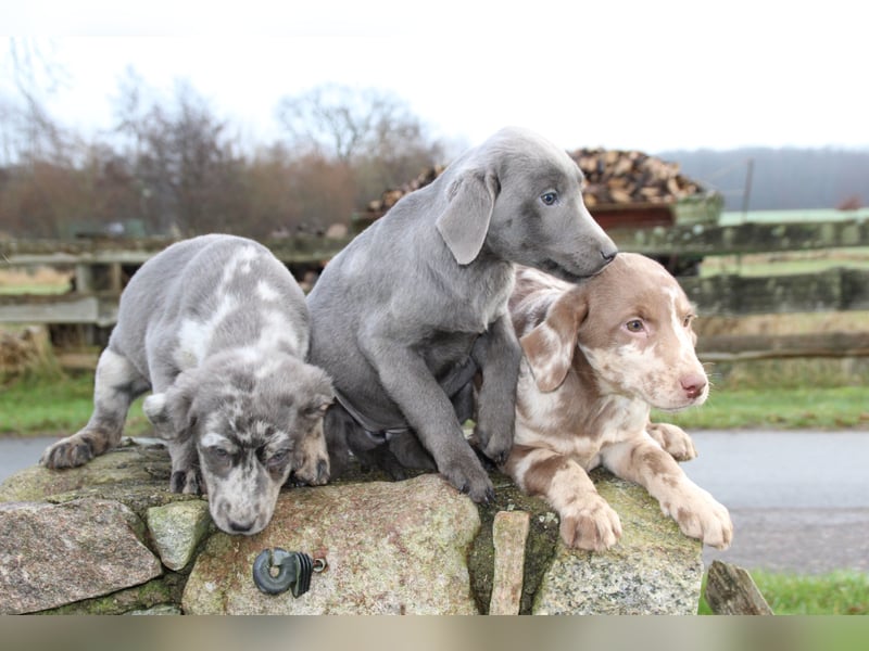 Aussiedor Welpen Labrador x Australian Shepherd