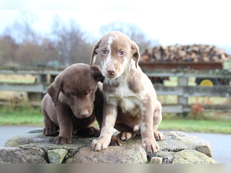 Aussiedor Welpen Labrador x Australian Shepherd
