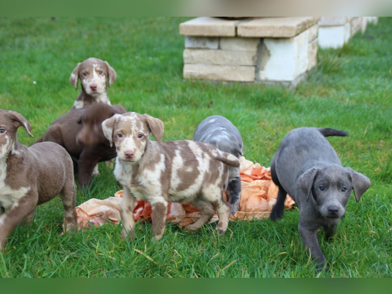 Aussiedor Welpen Labrador x Australian Shepherd