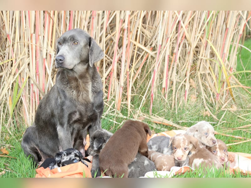 Aussiedor Welpen Labrador x Australian Shepherd