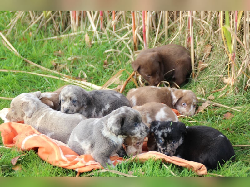 Aussiedor Welpen Labrador x Australian Shepherd