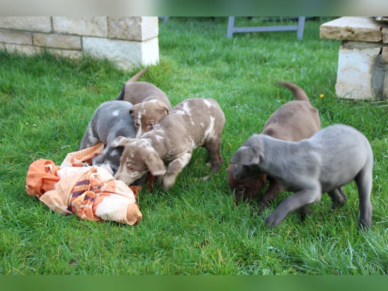 Aussiedor Welpen Labrador x Australian Shepherd