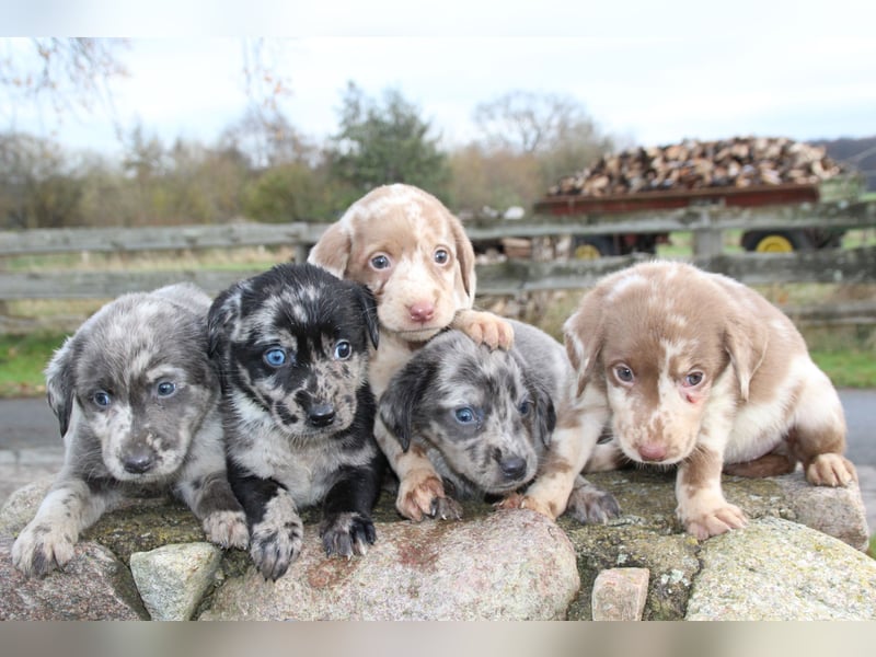 Aussiedor Welpen Labrador x Australian Shepherd