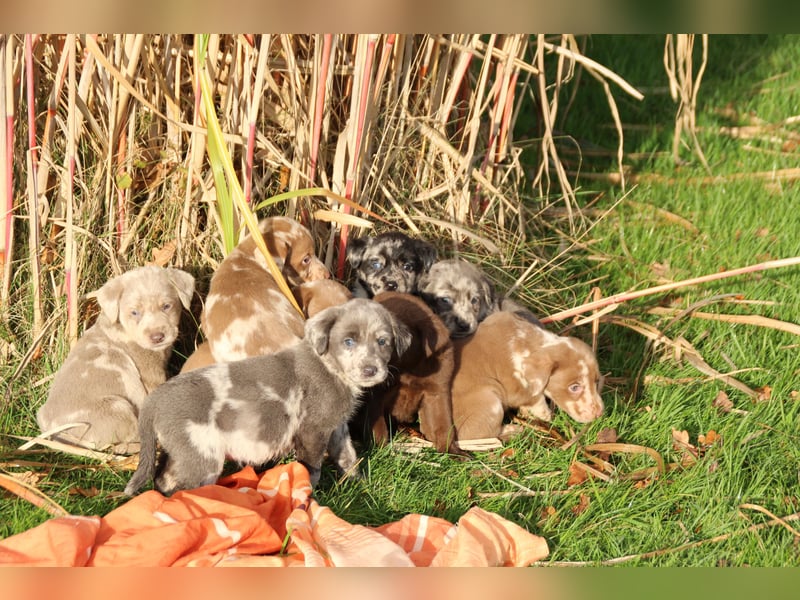 Aussiedor Welpen Labrador x Australian Shepherd