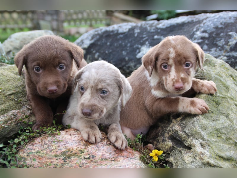 Aussiedor Welpen Labrador x Australian Shepherd