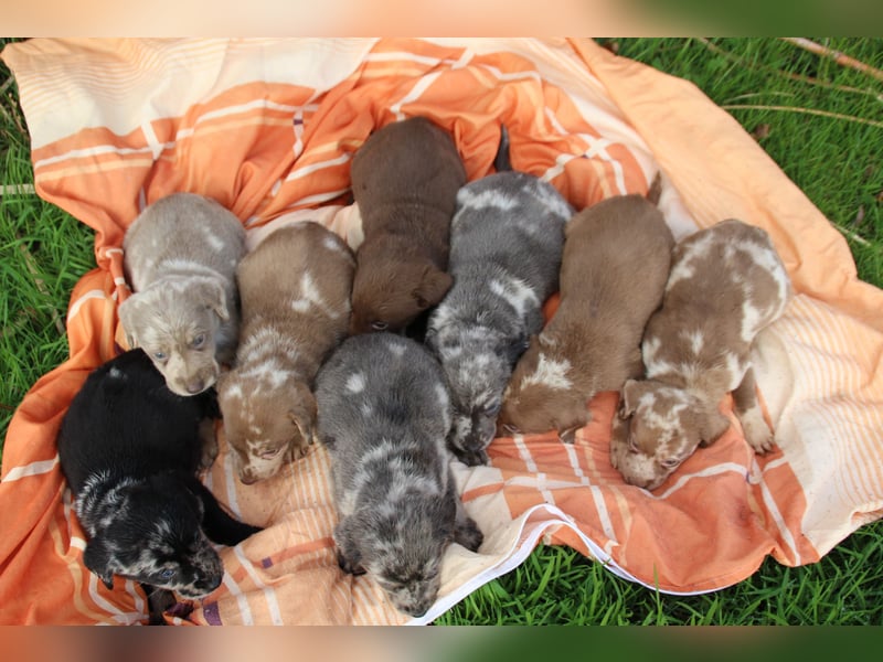 Aussiedor Welpen Labrador x Australian Shepherd