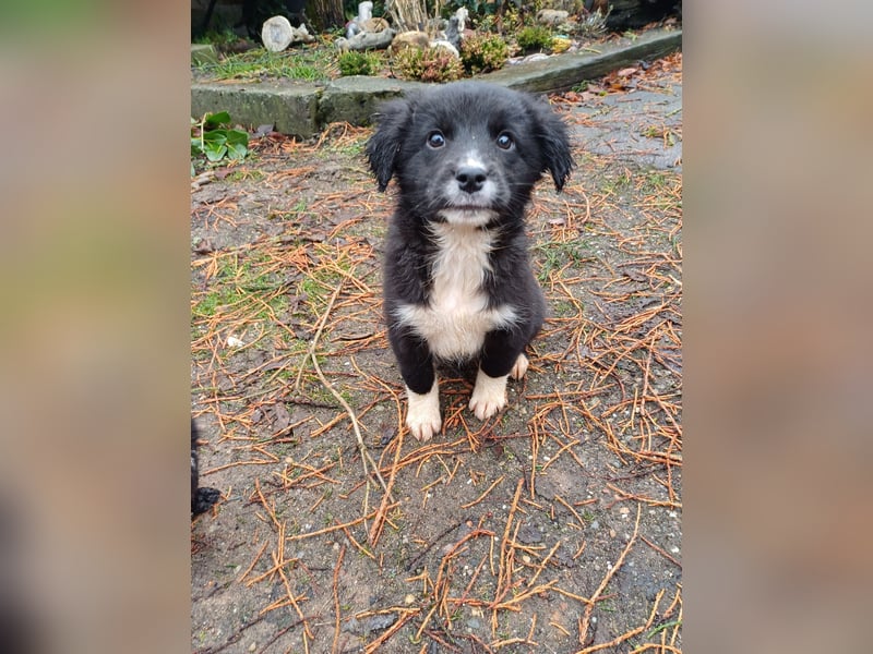 Goldencollie aussiedor Welpe Bibi/Hündin/ darf ausziehen/ Anfänger und Familienhund