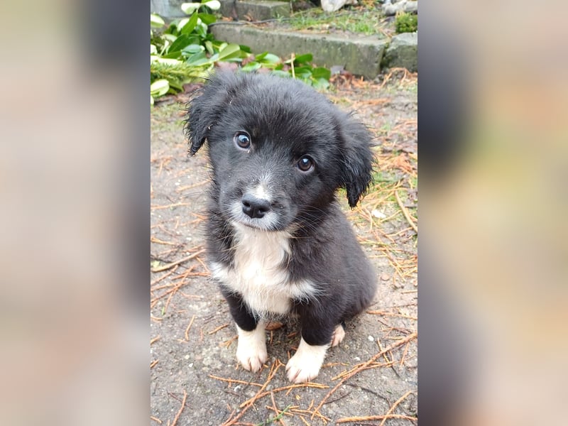 Goldencollie aussiedor Welpe Bibi/Hündin/ darf ausziehen/ Anfänger und Familienhund