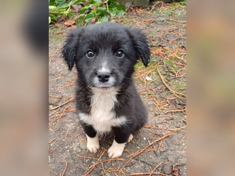 Goldencollie aussiedor Welpe Bibi/Hündin/ darf ausziehen/ Anfänger und Familienhund
