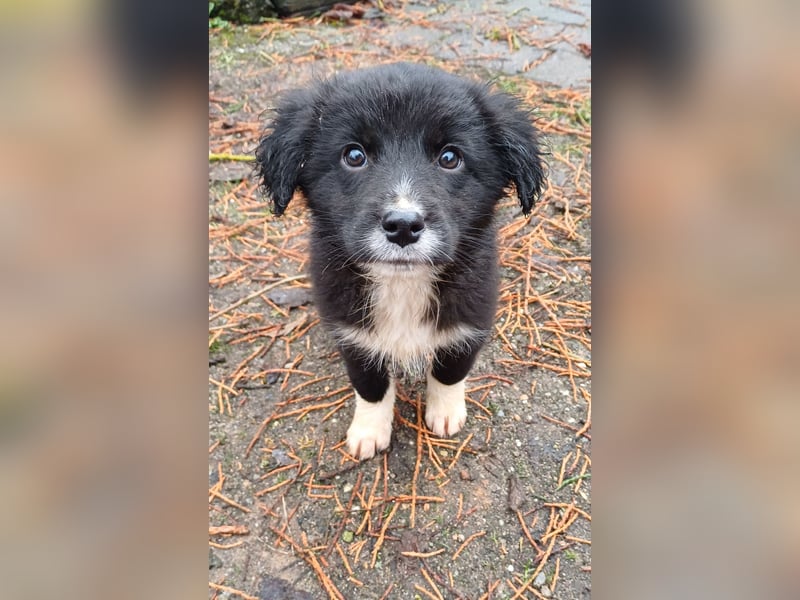 Goldencollie aussiedor Welpe Bibi/Hündin/ darf ausziehen/ Anfänger und Familienhund