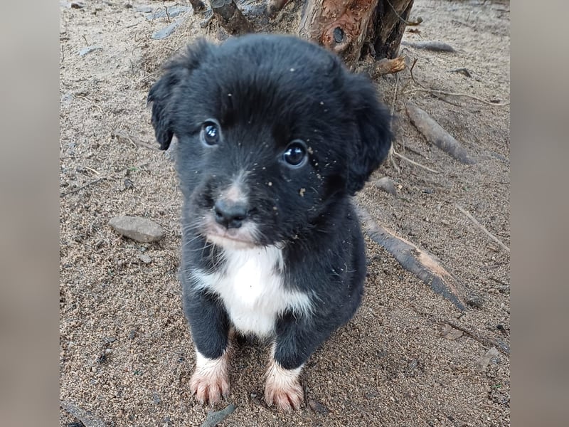 Goldencollie Aussiedor Welpen/ Familien und Anfänger Hunde