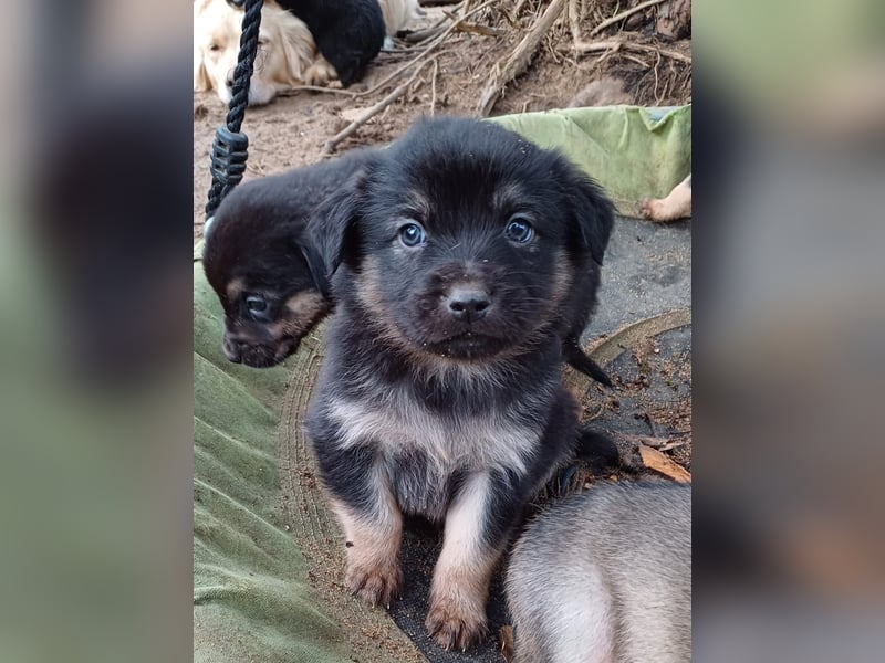 Goldencollie Aussiedor Welpen/ Familien und Anfänger Hunde