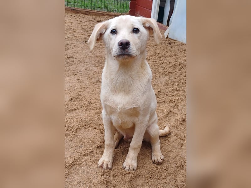 Goldencollie aussiedor Welpen/ Familien und Anfängerhunde