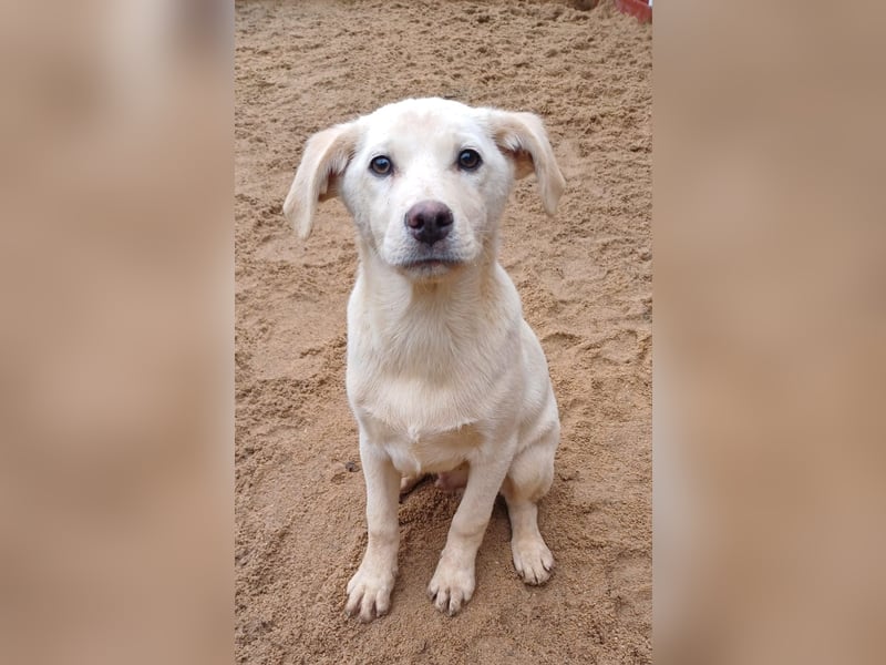 Goldencollie aussiedor Welpen/ Familien und Anfängerhunde