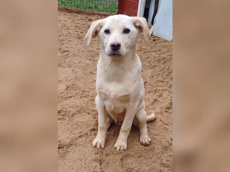 Goldencollie aussiedor Welpen/ Familien und Anfängerhunde
