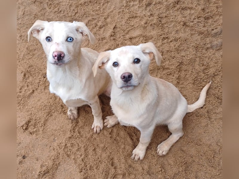 Goldencollie aussiedor Welpen/ Familien und Anfängerhunde