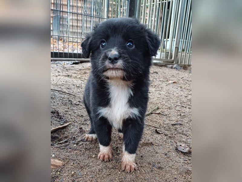 Goldencollie Aussiedor Welpen/ Familien und Anfänger Hunde
