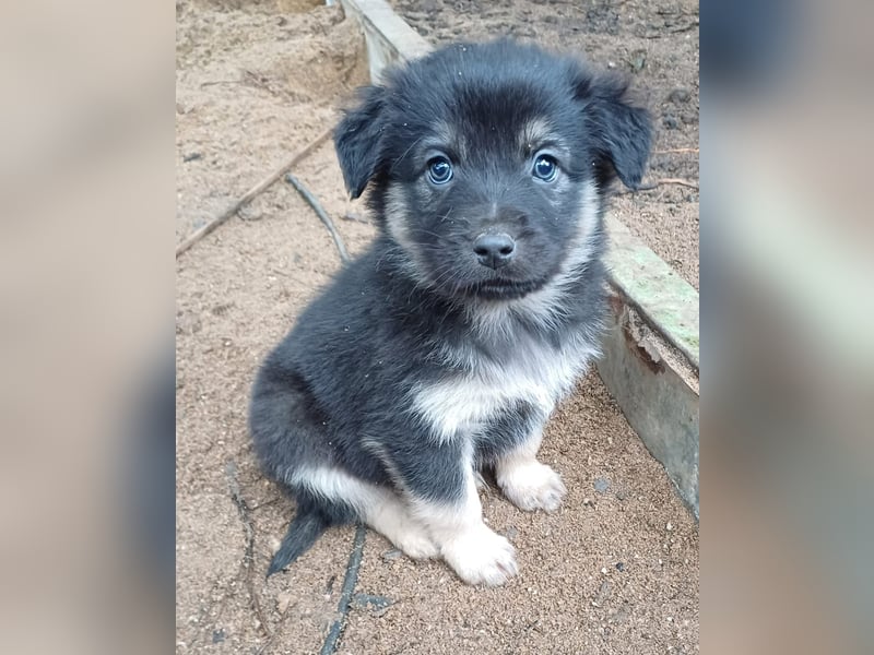 Goldencollie Aussiedor Welpen/ Familien und Anfänger Hunde