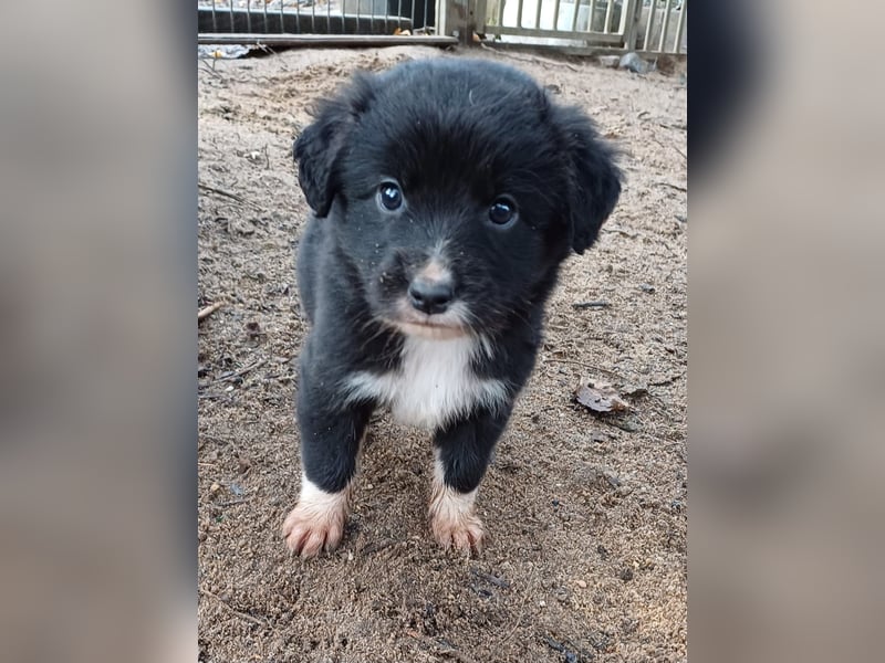 Goldencollie Aussiedor Welpen/ Familien und Anfänger Hunde