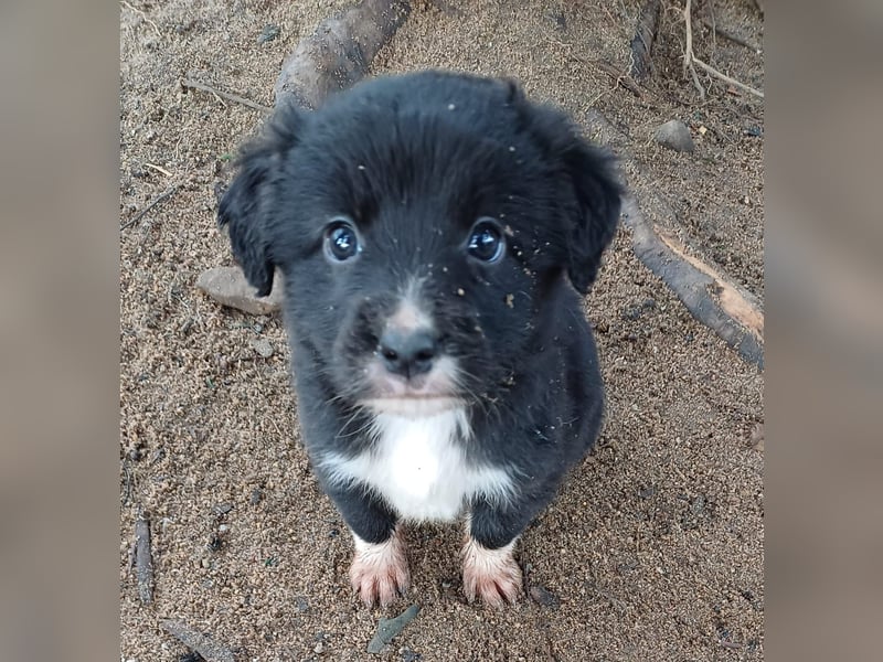 Goldencollie Aussiedor Welpen/ Familien und Anfänger Hunde