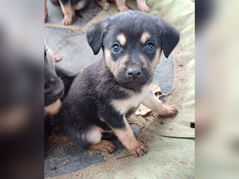 Goldencollie Aussiedor Welpen/ Familien und Anfänger Hunde
