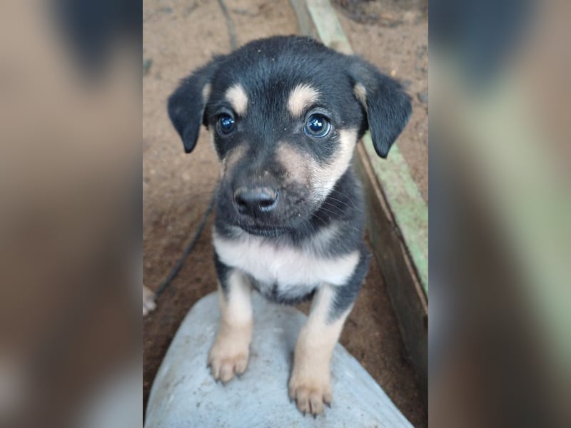 Goldencollie Aussiedor Welpen/ Familien und Anfänger Hunde