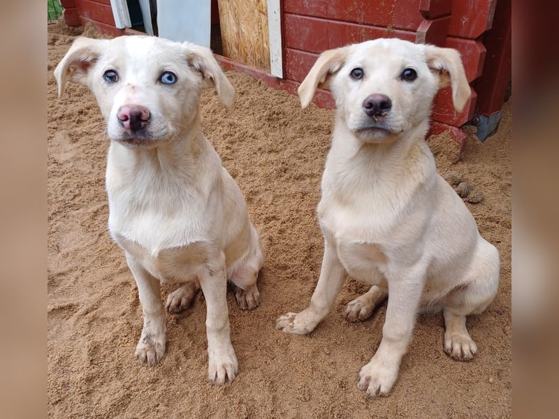 Goldencollie aussiedor Welpen/ Familien und Anfängerhunde