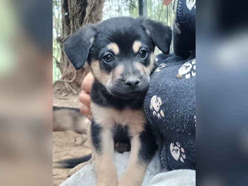 Goldencollie Aussiedor Welpen/ Familien und Anfänger Hunde