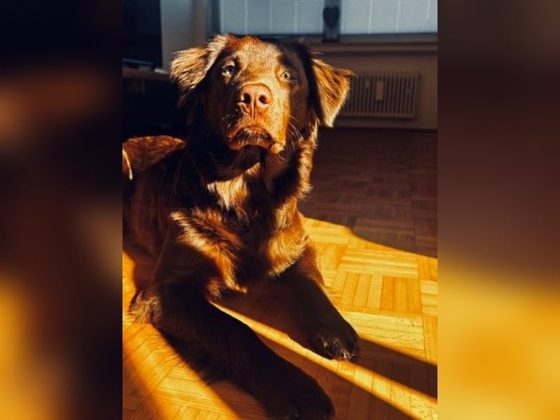 Neues Zuhause gesucht: junger, kluger Aussiedor "Henry"
