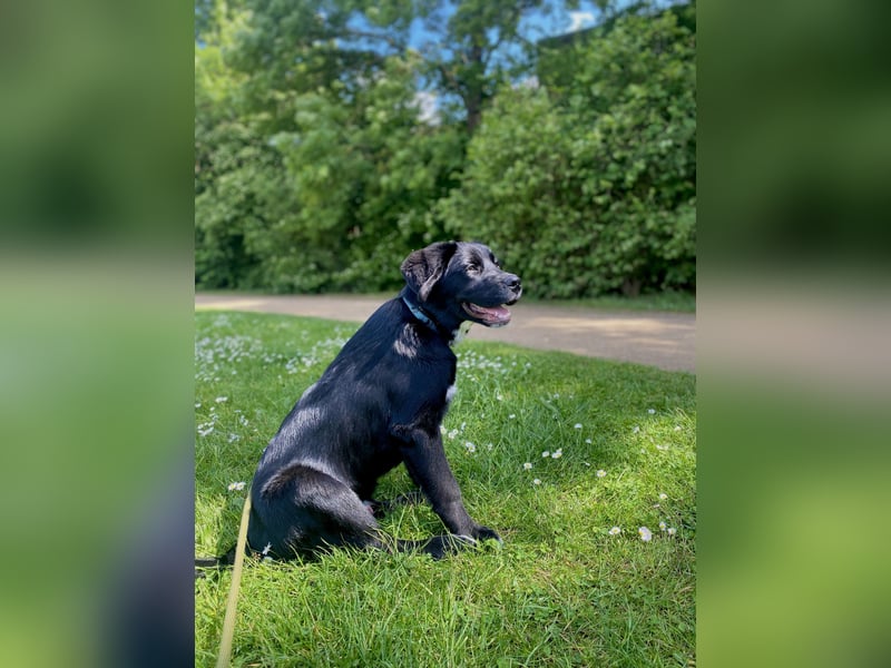 Aussiedor sucht neues liebevolles Zuhause mit Garten