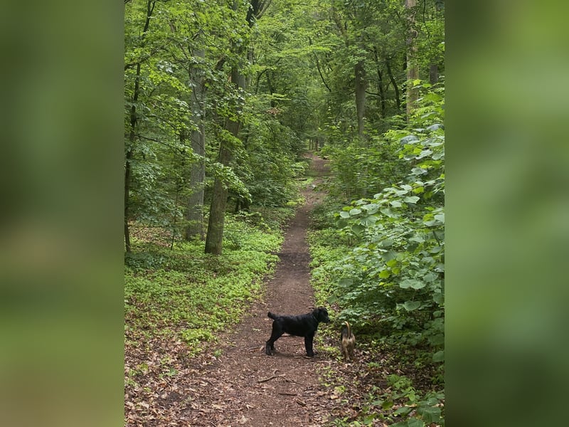 Aussiedor sucht neues liebevolles Zuhause mit Garten
