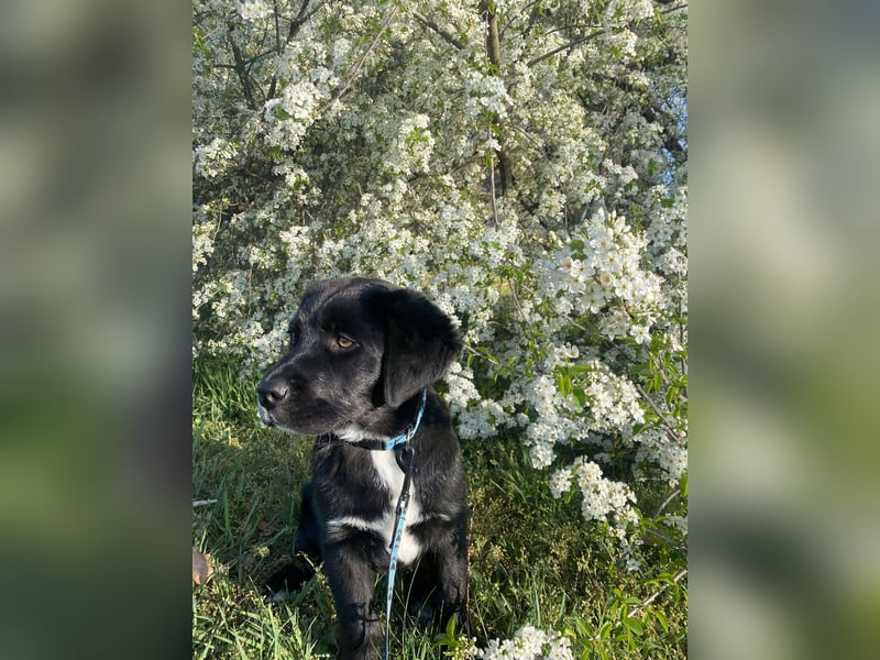 Aussiedor sucht neues liebevolles Zuhause mit Garten