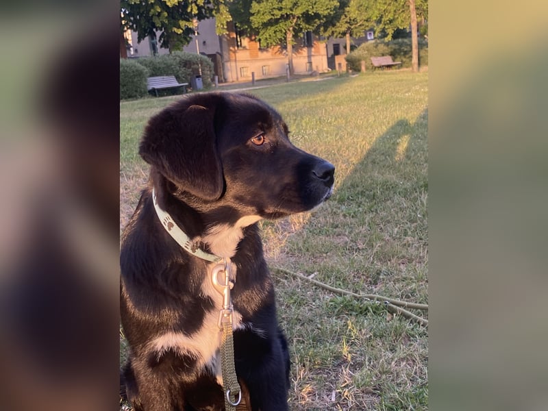 Aussiedor sucht neues liebevolles Zuhause mit Garten