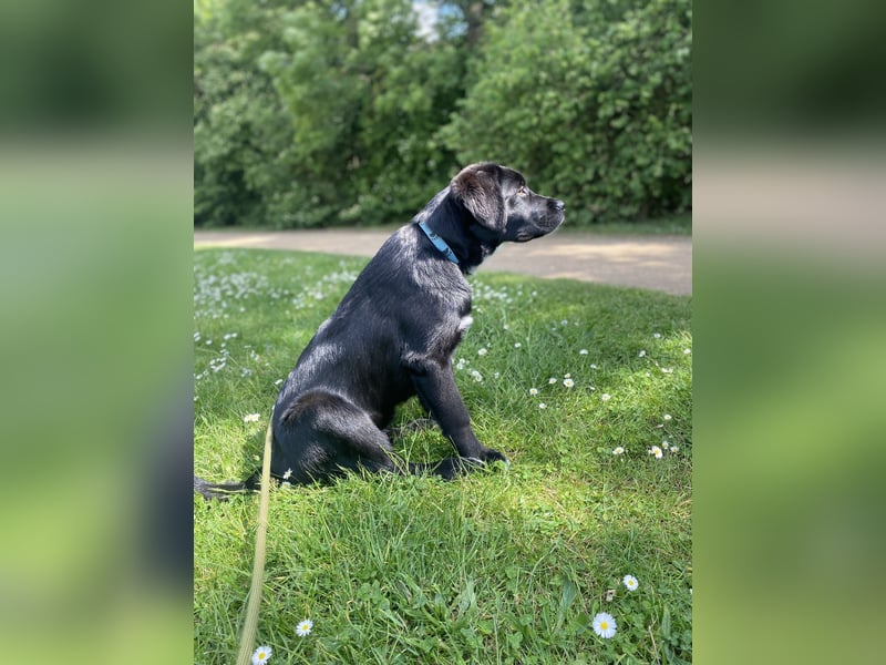 Aussiedor sucht neues liebevolles Zuhause mit Garten