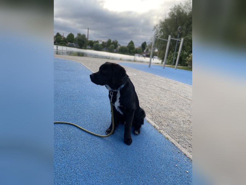 Aussiedor sucht neues liebevolles Zuhause mit Garten