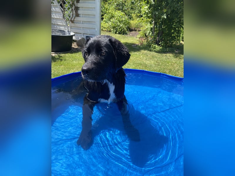 Aussiedor sucht neues liebevolles Zuhause mit Garten