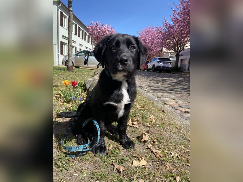 Aussiedor sucht neues liebevolles Zuhause mit Garten