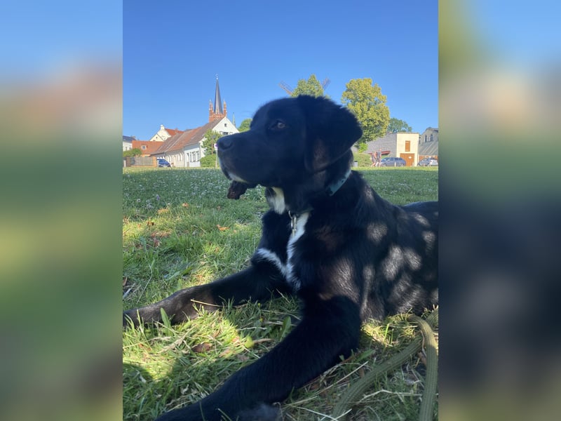 Aussiedor sucht neues liebevolles Zuhause mit Garten