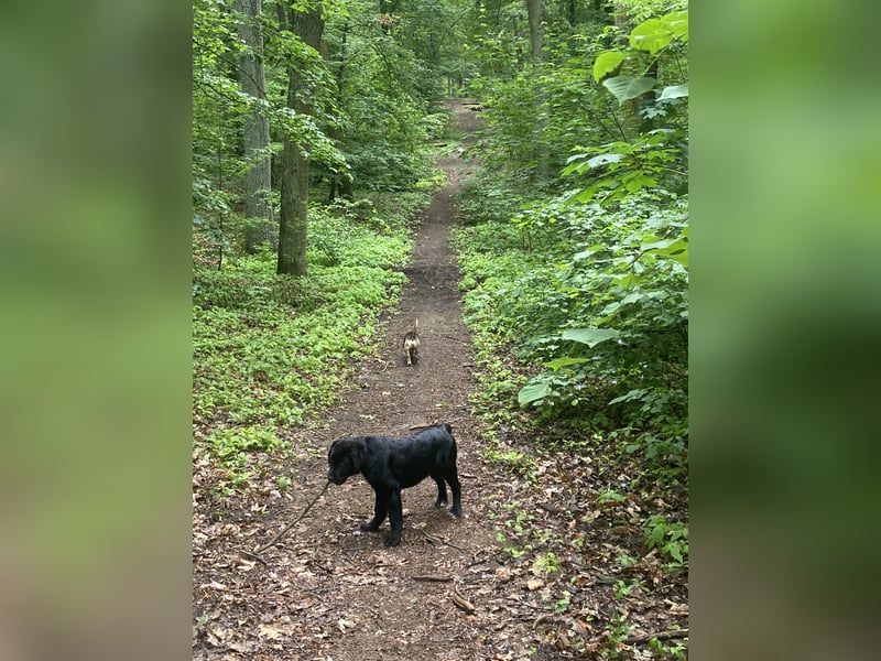 Aussiedor sucht neues liebevolles Zuhause mit Garten