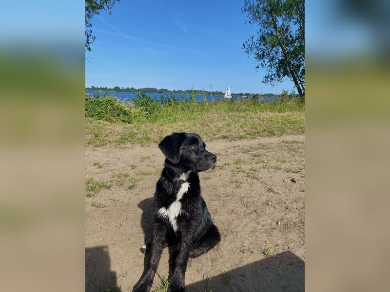 Aussiedor sucht neues liebevolles Zuhause mit Garten