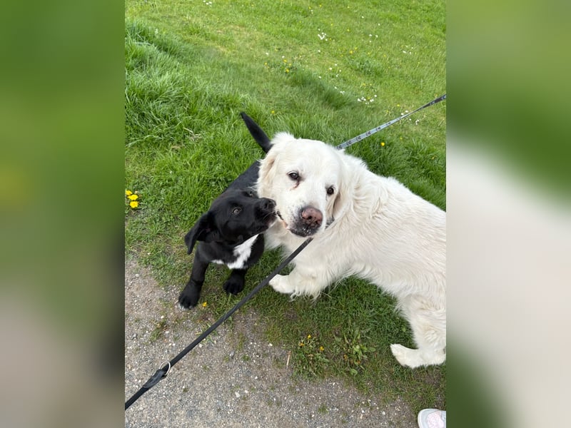 Aussiedor sucht neues liebevolles Zuhause mit Garten