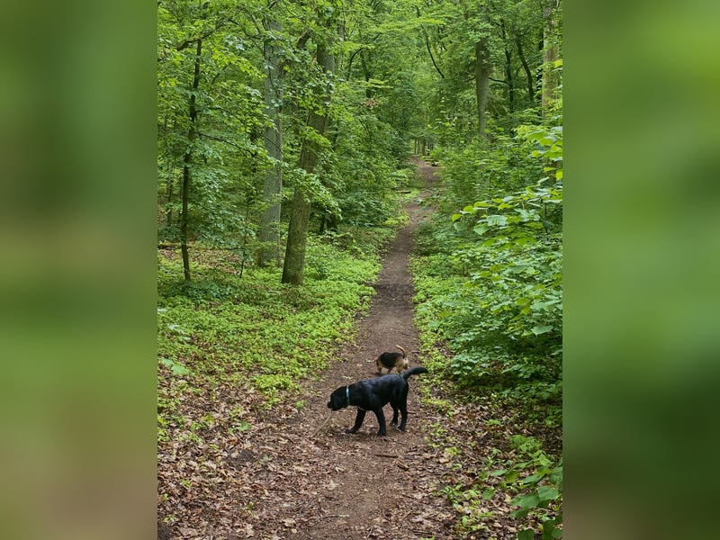 Aussiedor sucht neues liebevolles Zuhause mit Garten