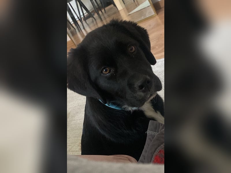 Aussiedor sucht neues liebevolles Zuhause mit Garten