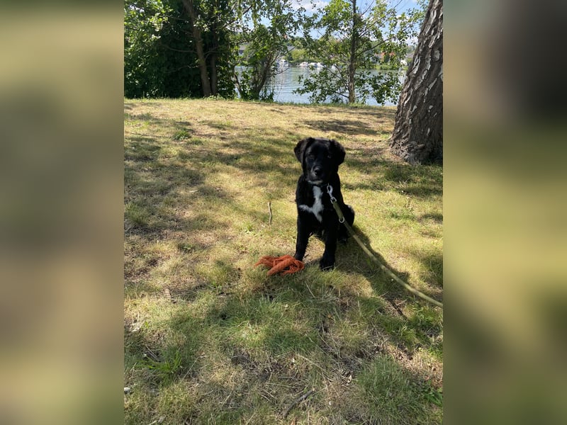 Aussiedor sucht neues liebevolles Zuhause mit Garten