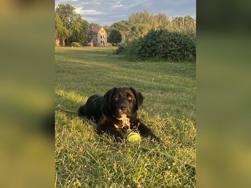 Aussiedor sucht neues liebevolles Zuhause mit Garten